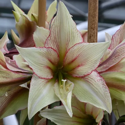 Wax Amaryllis (Hippeastrum) Bulbs – Mandy Spring Farm Nursery, Inc.