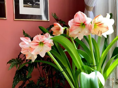 Hippeastrum reticulata – Amaryllis – Brian's Botanicals