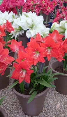 Amaryllis or Hippeastrum? — 