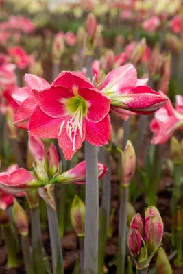 Гиппеаструм (Hippeastrum). Купить в Киеве. Доставка по Украине. Флора Лайф,  интернет-магазин растений