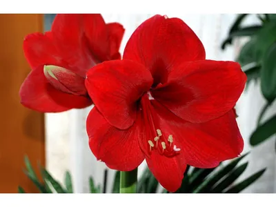 Hippeastrum: how to care for and keep them flowering - Gardens Illustrated