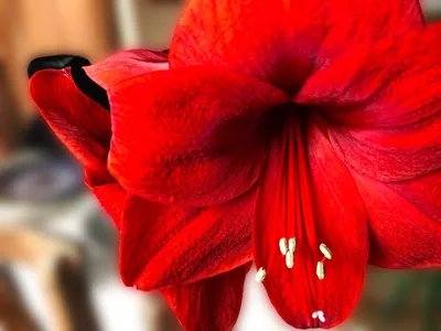 Amaryllis Ambiance (Hippeastrum) - Fluwel