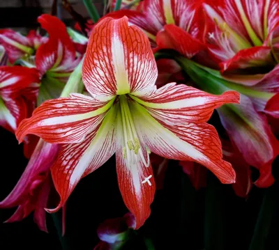 Hippeastrum Photos and Images | Shutterstock