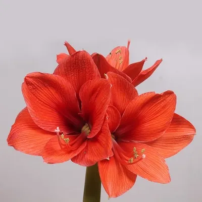 Коллекции растений ЦСБС СО РАН - Hippeastrum Herb.  Lion – Гиппеаструм   Lion