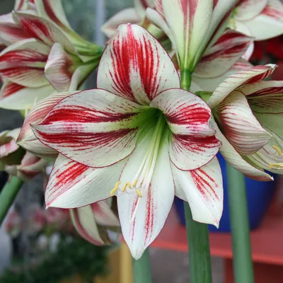 Amaryllis 'Samba' (Hippeastrum)