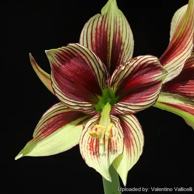 Hippeastrum Alfresco