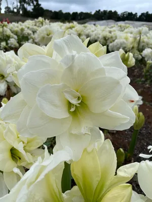 Hippeastrum Holland 'Bouquet' Amaryllis from Leo Berbee Bulb Company