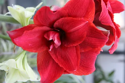 Hippeastrum idimae - The Bulb Maven