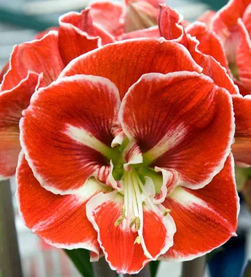 Hippeastrum 'Machala' | An nice example of modern Hippeastru… | Flickr