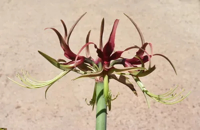 Hippeastrum cybister (Herb.) Benth. ex Baker | Plants of the World Online |  Kew Science