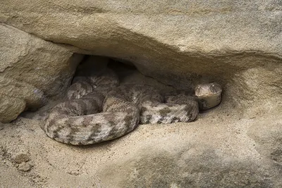 Гюрза (Macrovipera lebetina)