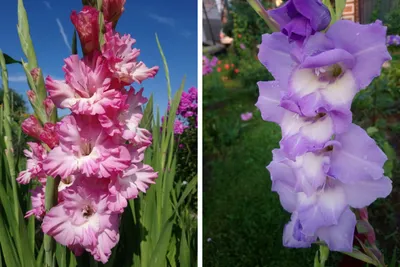 Букет из гладиолусов в вазе - заказать доставку цветов в Москве от Leto  Flowers