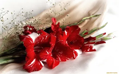 Pin by KJ on Flowers, Gladiolus foto-гладиолусы фото, цветы | Beautiful  flowers, Christmas wreaths, Holiday decor