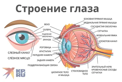 Глаза могут указать на состояние здоровья человека » ГТРК Вятка - новости  Кирова и Кировской области