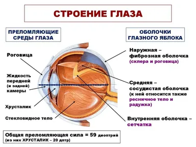 АНАТОМИЯ ГЛАЗА: Строение и функции органов зрения человека