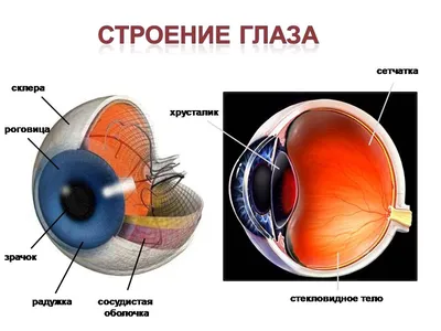 7 привычек для здорового зрения | Клиника микрохирургии «Глаз» им. С.  Федорова