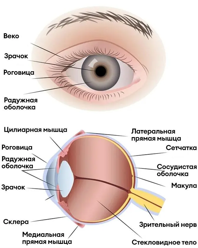 Глаз человека. Eye diagram. Анатомия глаза. Анатомия глаза человека. Скажи на английском глаз