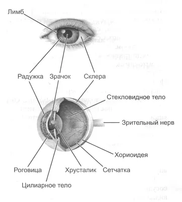 Строение глаза у человека
