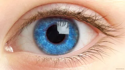 Глаз человека: строение, как работает глаз, почему глаза могут болеть