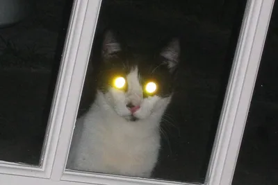 Почему у кошек глаза светятся в темноте — 
