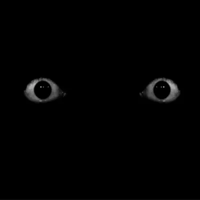 Красные глаза в темноте (Мистическая история). | Серёга мучает МИР | Дзен