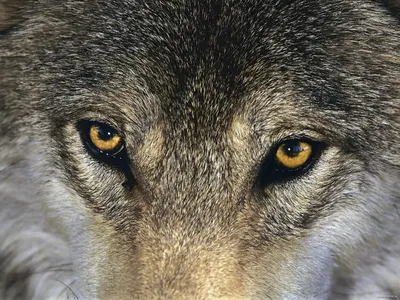 Схема вышивки «Глаза волка.» (№535006) - Вышивка крестом