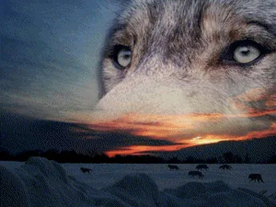 Красные глаза волка - 71 фото