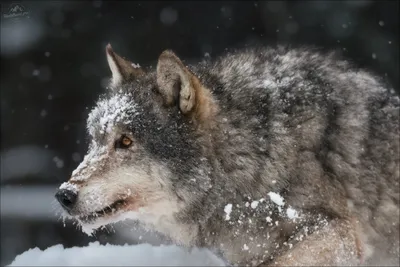 Купить постер "Хищный взгляд волка" с доставкой недорого | Интернет-магазин  "АртПостер"