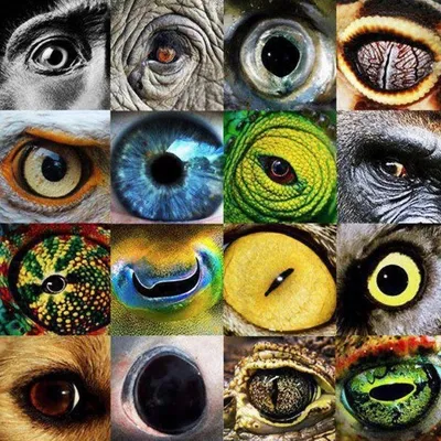 Глаза животных - Живые глазки - глаза для игрушек, кукол, украшений, глаза  животных, глаза для таксидермии