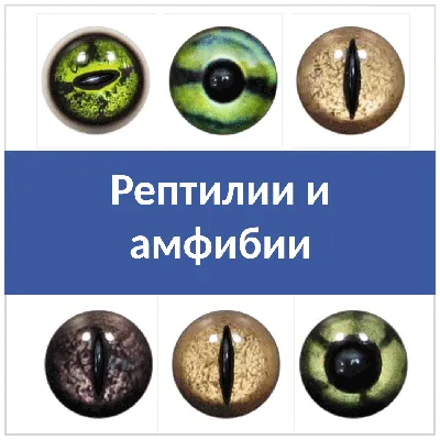 5—2. Значение света в жизни животных: Значение света для ориентации животных  в пространстве