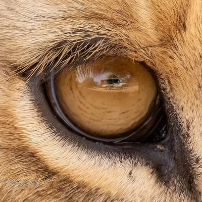 Глаза млекопитающихся - красивые фото и картинки 