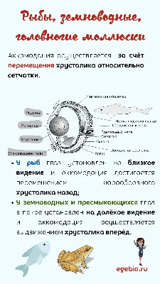 Ветеринарная офтальмология всех видов животных в Беларуси