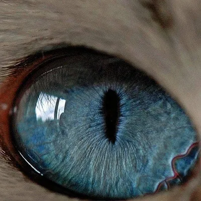 Завораживает: глаза животных в объективе фотографа
