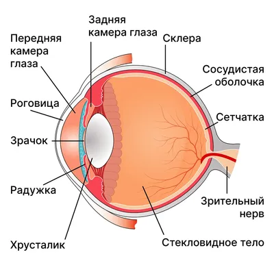 Покраснения глаз. Лечение и уход за глазами. Барселона