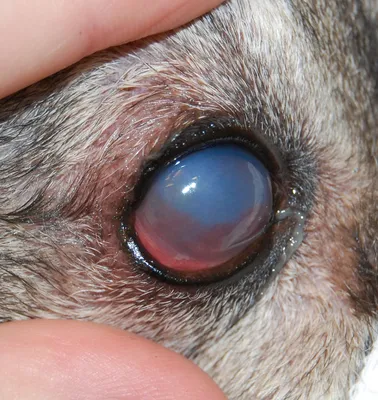 Глазные болезни собак 