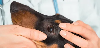 Кератит у собаки - Симптомы, лечение | ZooVision Спб