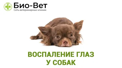 Основные болезни глаз у мопсов. Методы профилактики и лечения. | 🐶Собачья  жизнь🐱 | Дзен