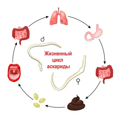 Организмы, живущие внутри человека