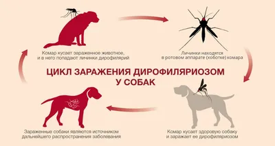 Таблетки от глистов для собак Vitomax Празистан с ароматом мяса 10 шт -  доставка по Украине | 