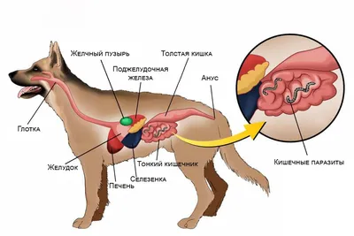 Глисты у собак - YouTube