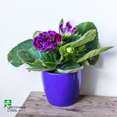 Глоксиния Violacea - Глоксиния - GardenPlants