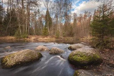 Глубокая осень в лесу - обои для рабочего стола, картинки, фото