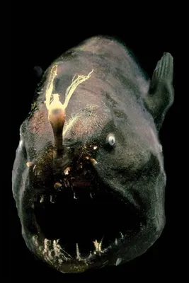 Почему глубоководные рыбы такие страшные?