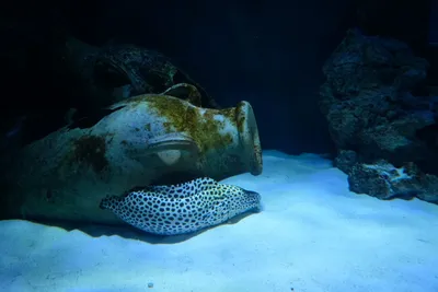 Глубоководные рыбы - почему они выглядят очень страшно - фото
