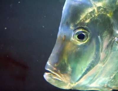 Сельдяной король | Глубоководные рыбы Вики | Fandom