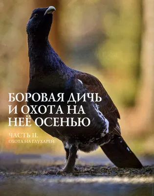 Ясли для глухарят, или Как в Налибоках восстанавливают популяцию глухаря  Майера - Редакция газеты "Iўеўскі край"