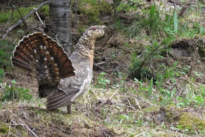 Глухарь (лат. Tetrao urogallus), фотографии глухарей