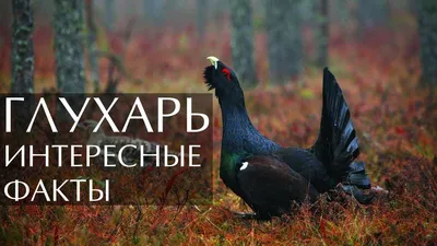 Красота птицы: 20 фотографий глухаря для вашего просмотра | Глухарь Фото  №10328 скачать