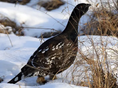 Каменный глухарь - eBird