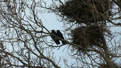 НОВЫЕ ФОТО: Семейство вороновых « Fotoparus